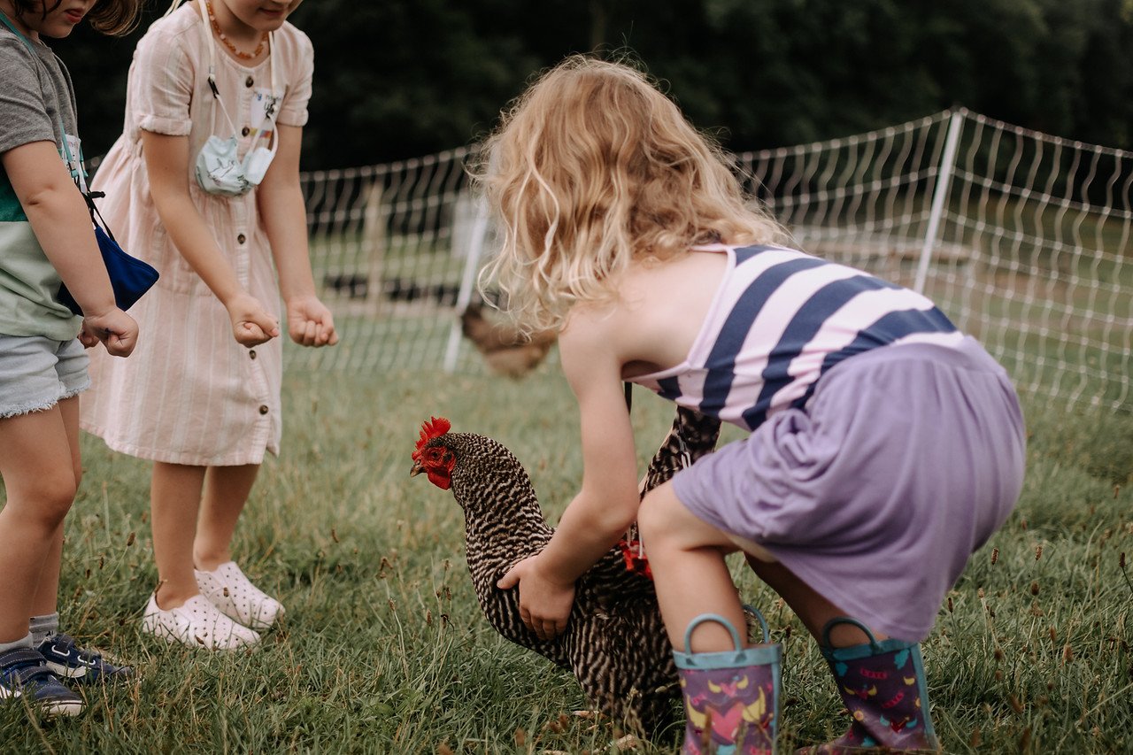 Children picking up chickens