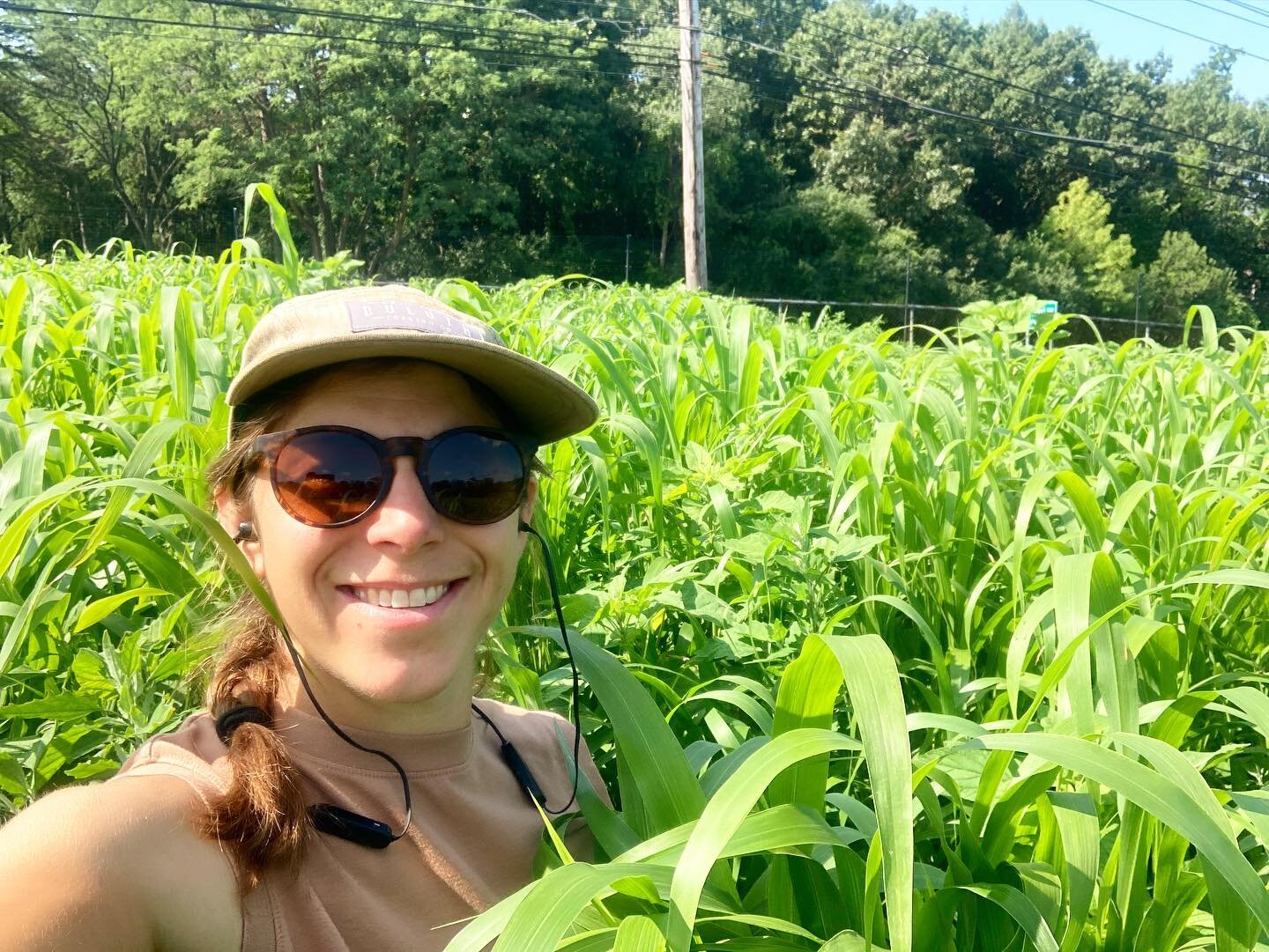We grow cover crops for the soil. They return nutrients, add organic matter, protect from erosion and soil loss, and make the soil more resilient in the face of extreme weather. This sorghum sudan grass is as tall as me which means it&rsquo;s past ti