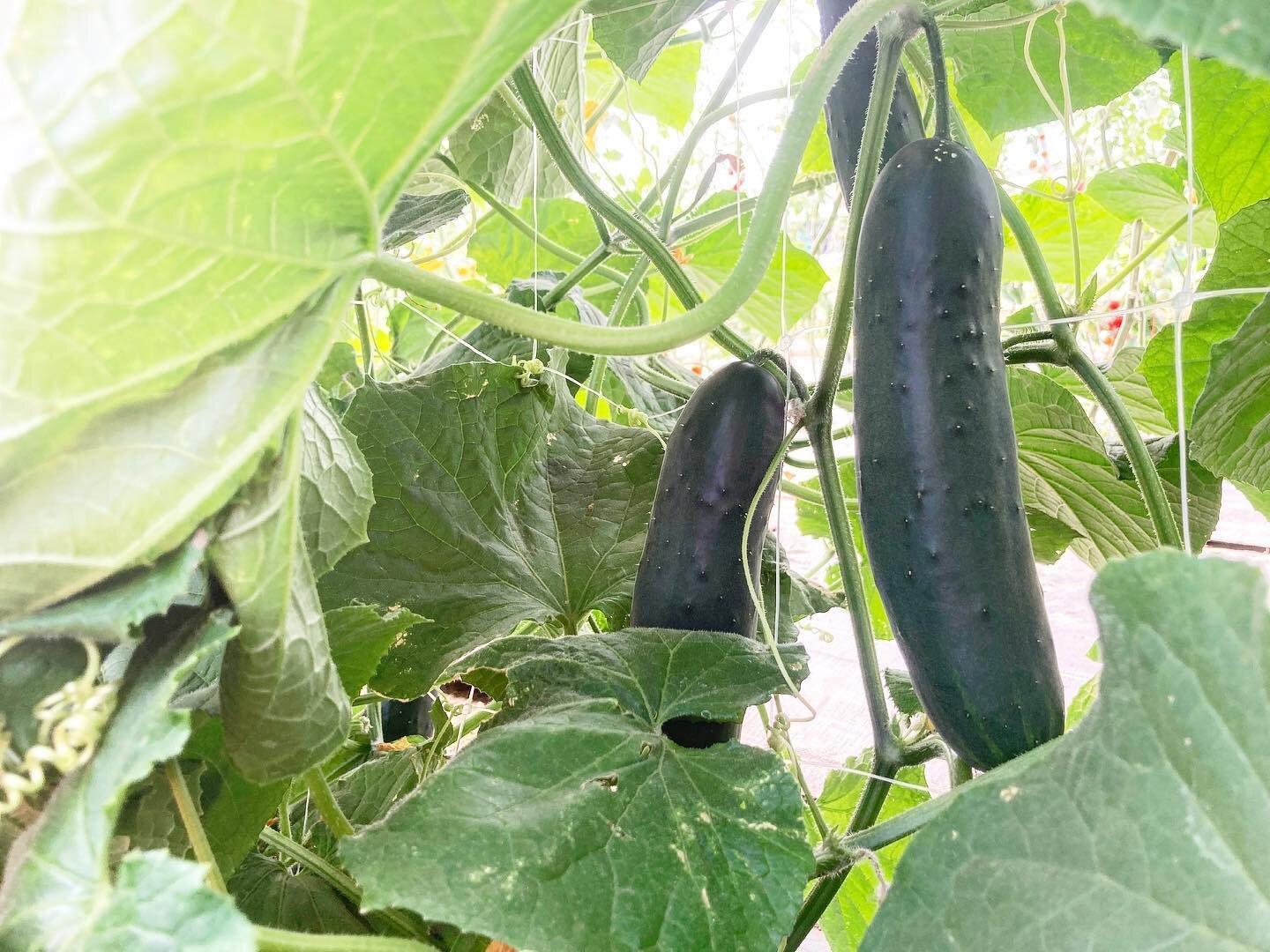Cucumbers are coming in hot! The plants have climbed their trellis and formed a wall of cucumbers. I&rsquo;m harvesting twice a week now and picked 50lb last time I harvested. Souri is making pickles so we&rsquo;ll have lots of fresh and pickled cucu