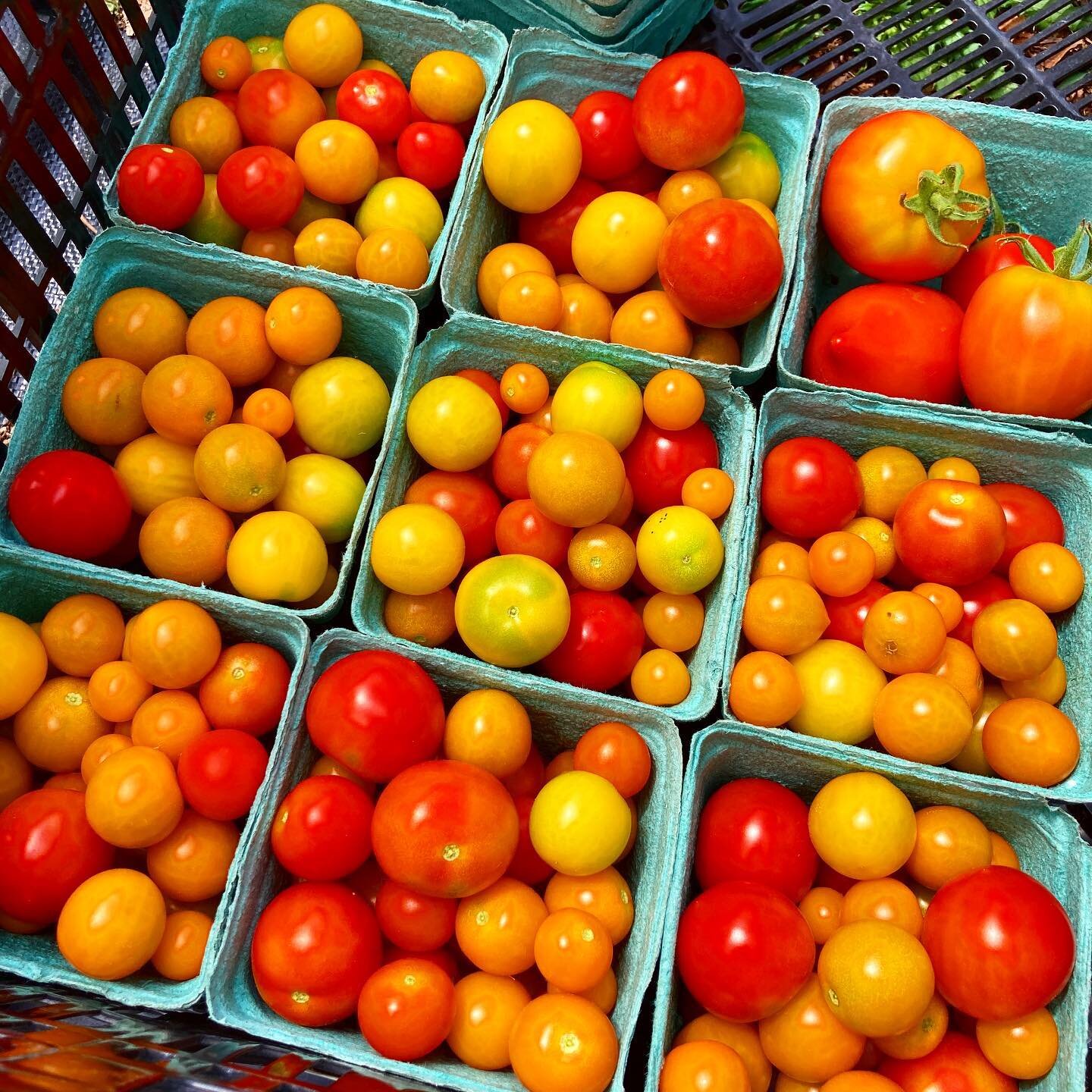 And tomato season has begun! If you&rsquo;ve had a fresh tomato off the vine or from a farmers market, you know that grocery store tomatoes can&rsquo;t hold a candle to the real thing. We choose our varieties for flavor and texture, not for the abili