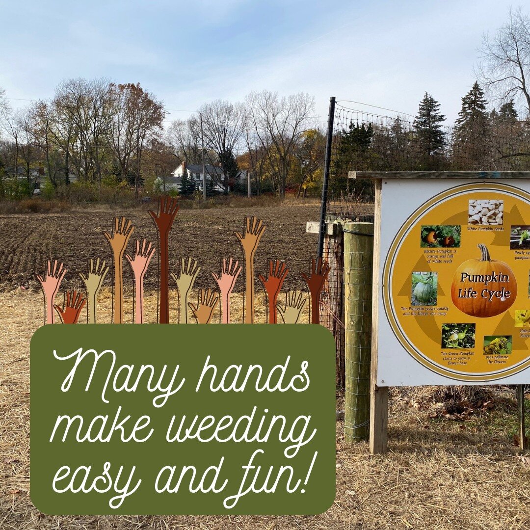This week, we are opening the Patch for a  Member Only Pumpkin Patch Weeding Party or a MOPPWP! 

Many hands make light work - all the recent wonderful rain has provided great growing opportunities for our produce around the farm! The pumpkin patch i
