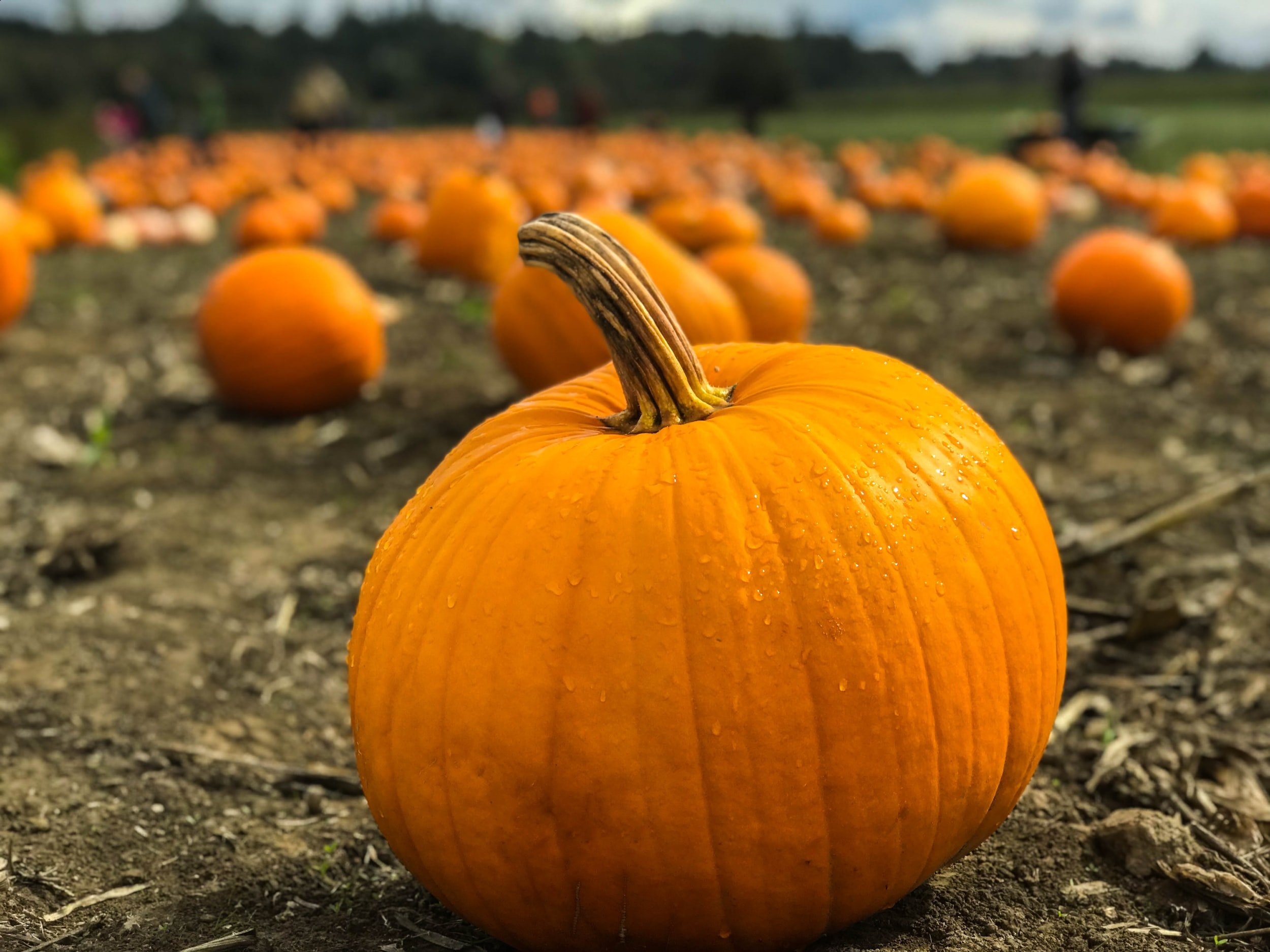 Pumpkin Use after the season